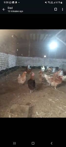 desi egg laying hens 0