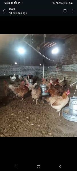 desi egg laying hens 1