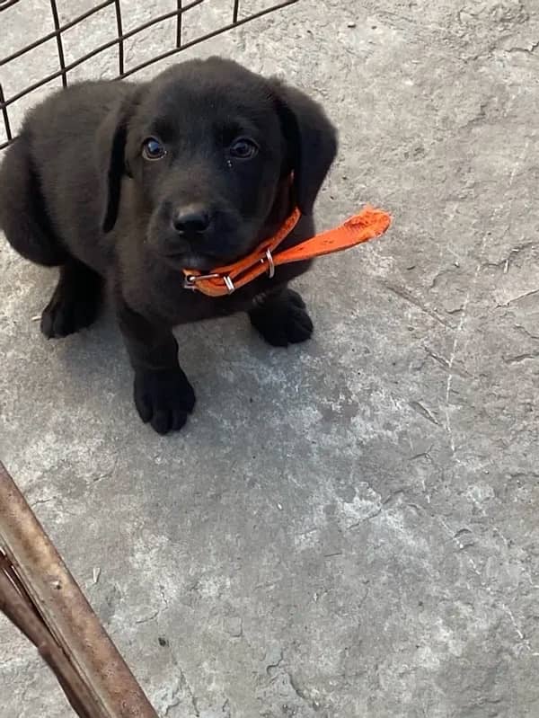 Labrador male pup apple face available for sale parents are padegree 1