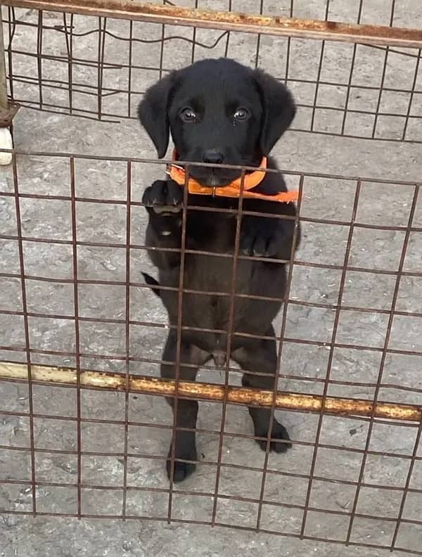 Labrador male pup apple face available for sale parents are padegree 2