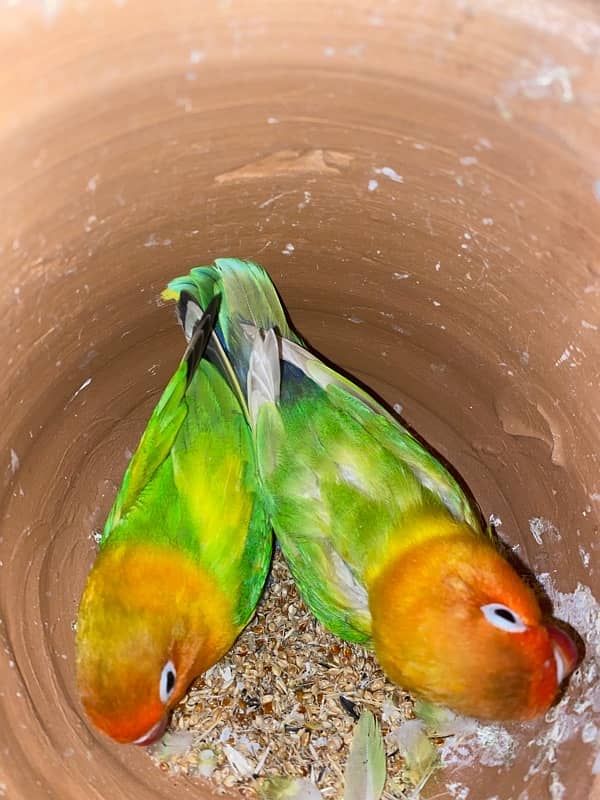 love birds officiall 1