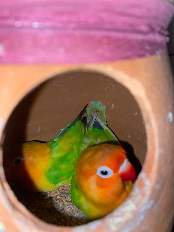 love birds officiall 2