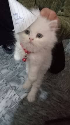 Turkish Angora Kitten