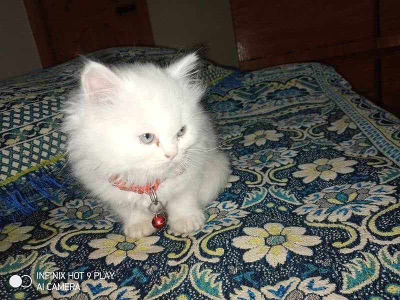 Turkish Angora Kitten 1