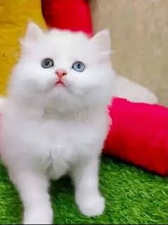 Persian cat for sale