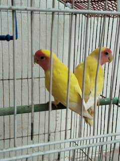 common lutino lovebirds