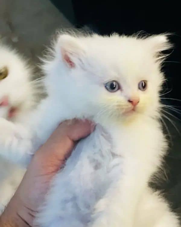 Persian cat for sale 1