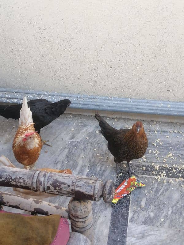 egg laying hen for sale 1