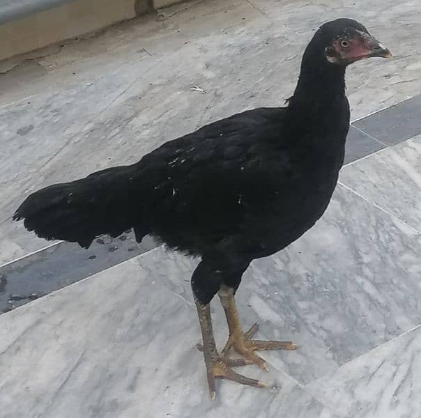 egg laying hen for sale 3