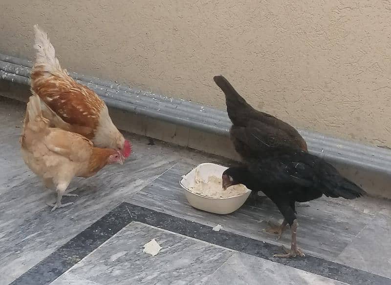 egg laying hen for sale 4