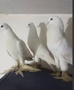 White Fancy Pegion | Kabooter | For Sale