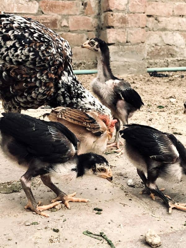 Aseel Mianwali Chicks Available 1