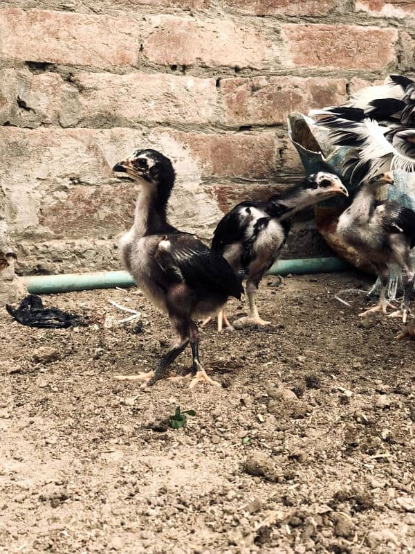 Aseel Mianwali Chicks Available 6