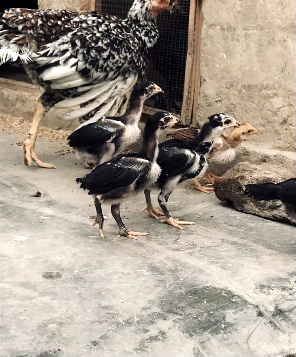 Aseel Mianwali Chicks Available 7