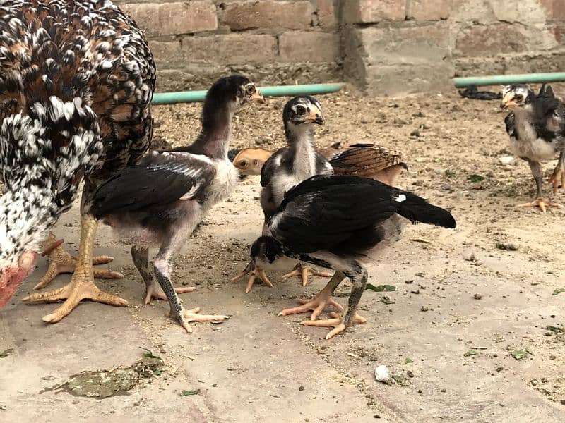 Aseel Mianwali Chicks Available 8