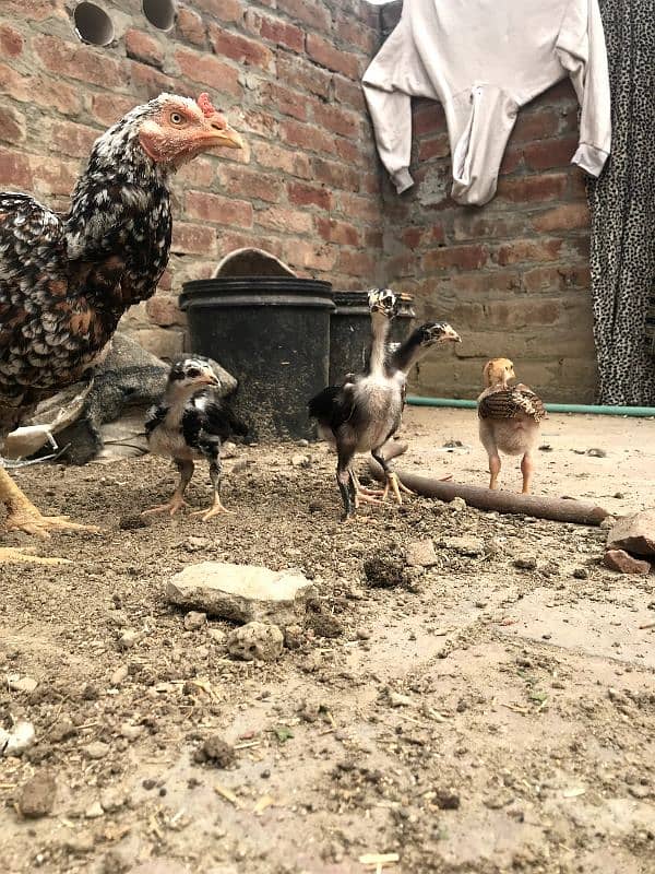 Aseel Mianwali Chicks Available 9