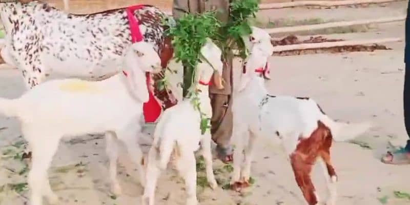 Makhan Chini Goat with 3 Kids for Sale _03124712598 0