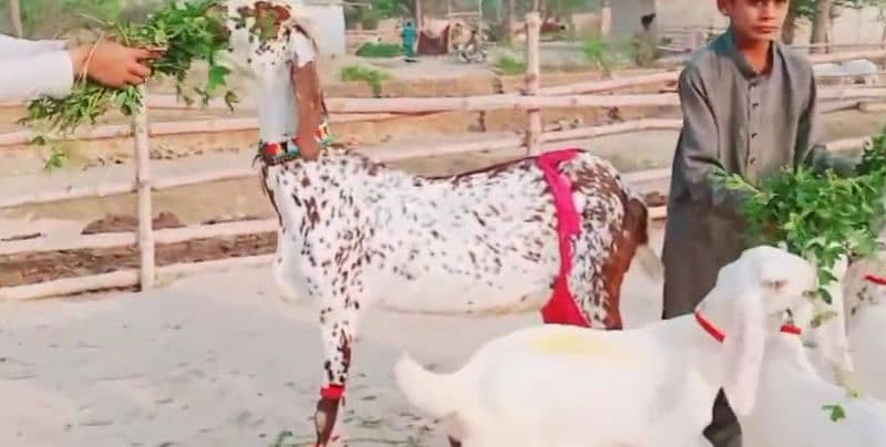 Makhan Chini Goat with 3 Kids for Sale _03124712598 1