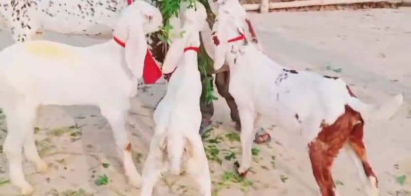 Makhan Chini Goat with 3 Kids for Sale _03124712598 2