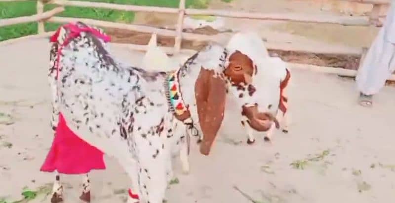 Makhan Chini Goat with 3 Kids for Sale _03124712598 3