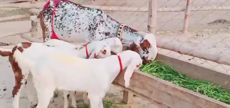 Makhan Chini Goat with 3 Kids for Sale _03124712598 4