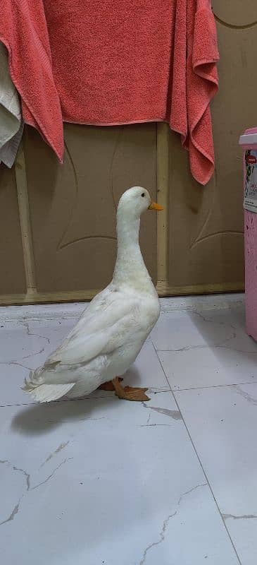 Male Duck 2