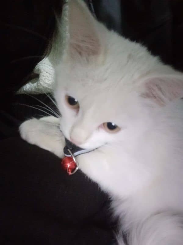 Persian cat white colour beautiful cat baby age 4 months and male 0