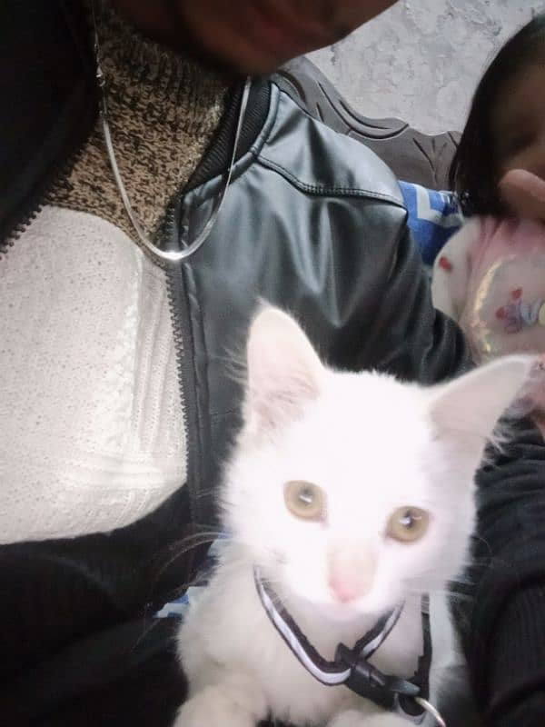 Persian cat white colour beautiful cat baby age 4 months and male 1