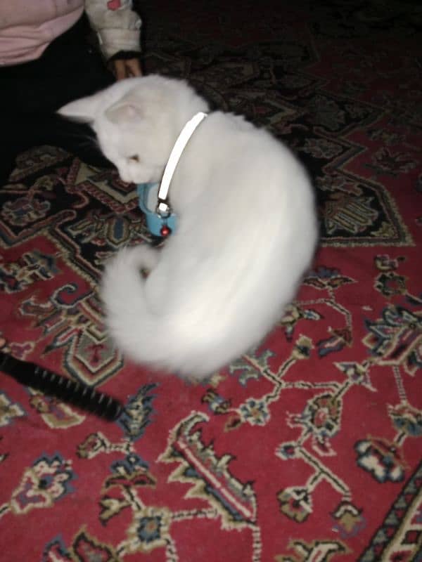 Persian cat white colour beautiful cat baby age 4 months and male 2