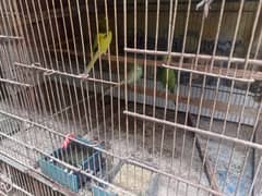 Australian parrot's for Sale