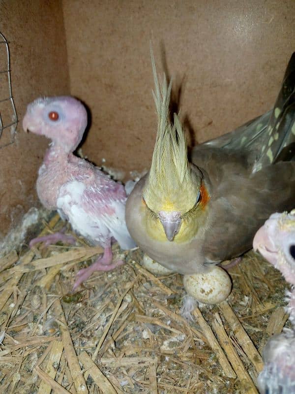 cocktail parrot with 2 babies and rare mutation albino red eyes 1