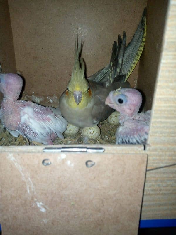 cocktail parrot with 2 babies and rare mutation albino red eyes 2