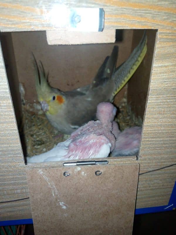 cocktail parrot with 2 babies and rare mutation albino red eyes 4