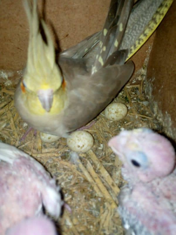 cocktail parrot with 2 babies and rare mutation albino red eyes 5