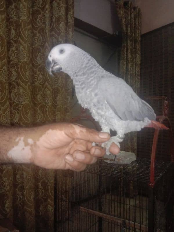 African Grey red fector full hand tame 0