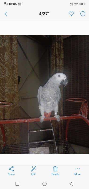 African Grey red fector full hand tame 1