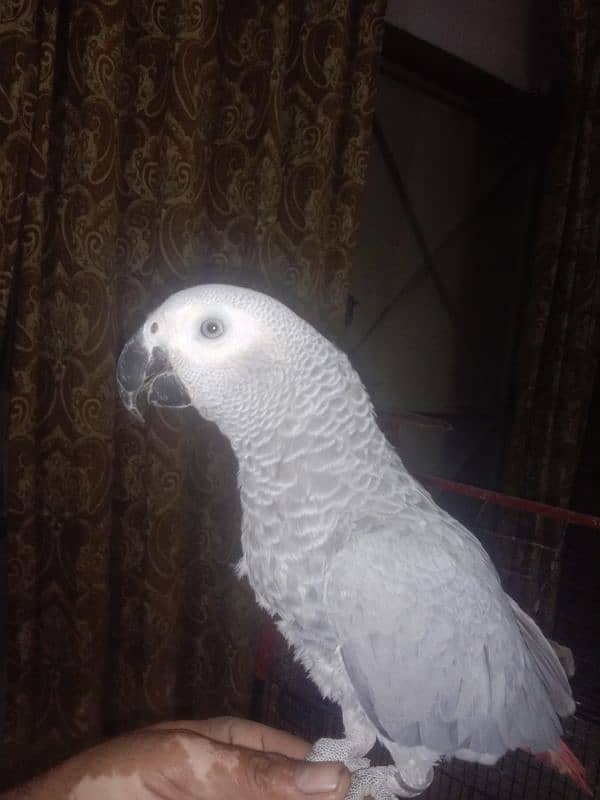 African Grey red fector full hand tame 2