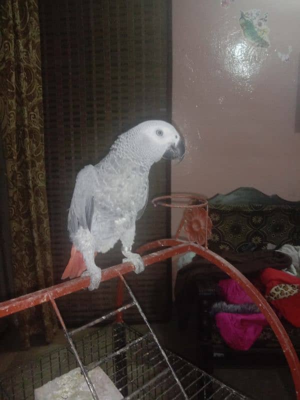 African Grey red fector full hand tame 3