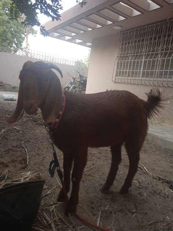 maka cheni & beetal bakri for sale 1