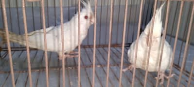 2 chicks Cockatiel age 4 month white ino price 3500