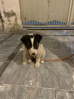 Border Collie puppy