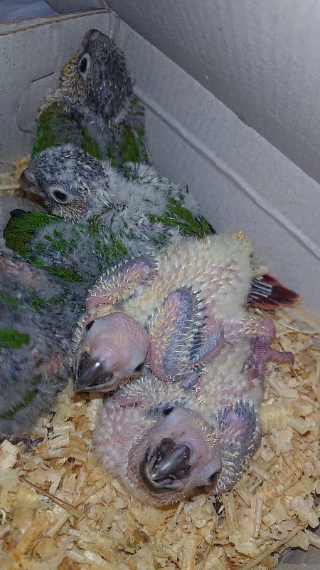 conures for sale 0