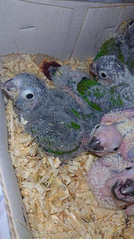 conures for sale 2