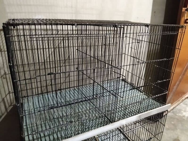 folding cage, Love birds, banglaies and dove for sale 0