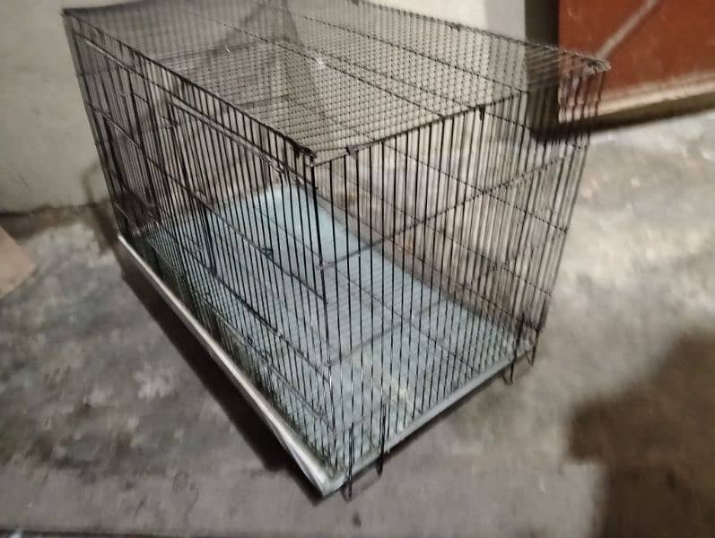 folding cage, Love birds, banglaies and dove for sale 1