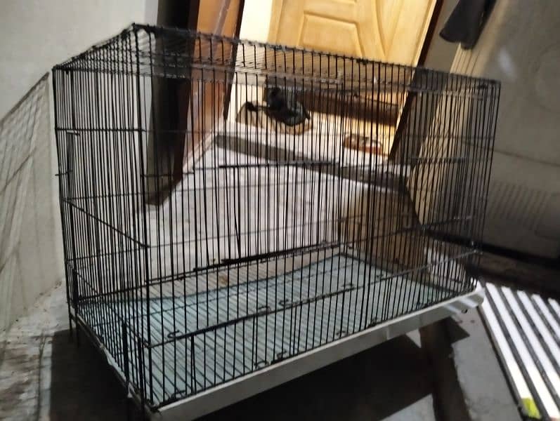 folding cage, Love birds, banglaies and dove for sale 2