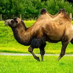 camel