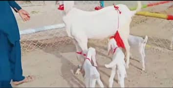 Healthy Rajanpuri Goat with 3 Adorable Kids Available sale'03124712598