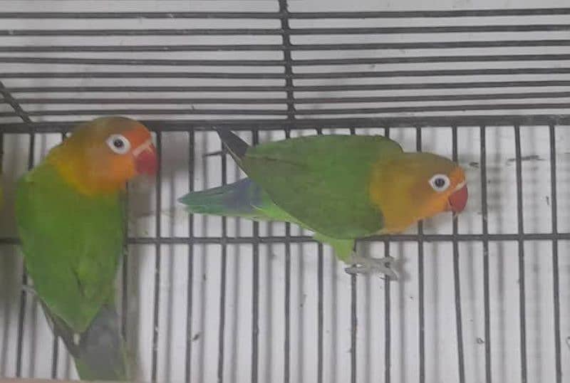 cage iron ka pure + parrots + finches 1