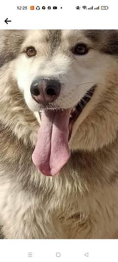 Alaskan malamute male adult dog